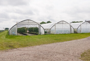 Big greenhouses outdoors with many different fruit and berry plants, industrial food production