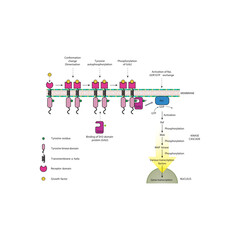 Growth Factor Signaling via Ras/Raf/MEK/ERK MAP Kinase Pathway: Membrane-Initiated Signal Transduction Cascade © Basstock