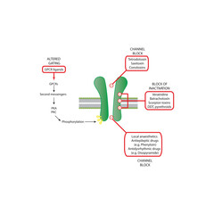 Detailed Schematic of Drug-Binding Domains on Voltage-Gated Sodium Channels Showing Sites of Action for Local Anesthetics, Antiepileptics, Neurotoxins, and Insecticides