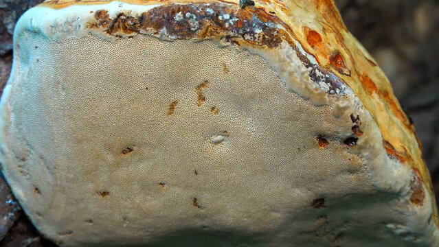 Tinder fungus - Fomes fomentarius,  tinder fungus on oak tree stump in garden