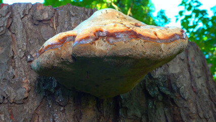 Tinder fungus - Fomes fomentarius,  tinder fungus on oak tree stump in garden
