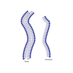 Diagram of phospholipid structures - Monolayer and bilayer - non polar tails and polar heads. Simple scientific vector illustration.