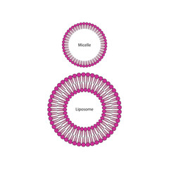 Diagram of phospholipid structures - Liposome and micelle - non polar tails and polar heads. Simple scientific vector illustration.
