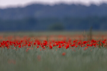 Champ des  coquelicots &agrave; Barbizon