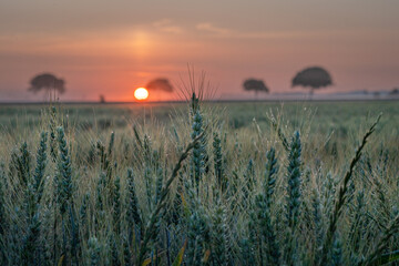 Lever de soleil dans le champ de bl&eacute; &agrave; Barbizon