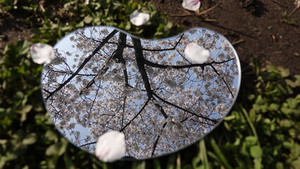 鏡に映る美しい桜の花