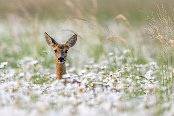 Chevreuil dans le champ de marguerites