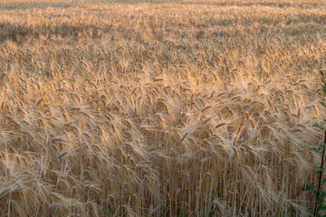 Champ de bl&eacute; en Seine et Marne