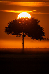 Lever du soleil &agrave; Barbizon