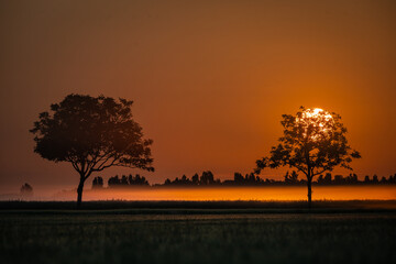 Arbres en Seine et marne