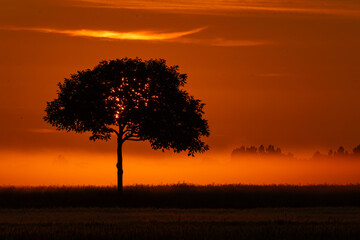 lever du jour &agrave; Barbizon