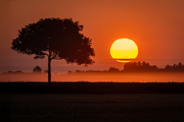 lever du soleil en lisi&eacute;re de Fontainebleau