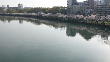 水面に映る美しい桜並木