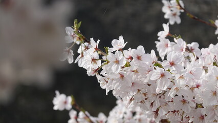 水面に映る美しい桜並木