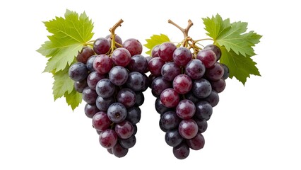 Fototapeta premium Two bunches of ripe dark grapes with green leaves isolated on a plain white background in studio shot