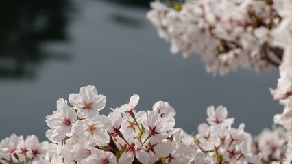 Obraz premium 水面に映る美しい桜並木