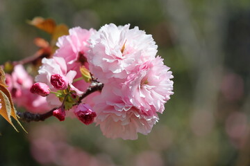 beautiful pink flowers in the garden.Japanese cherry blossoms in full bloom in early spring, close-up.