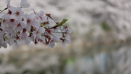 水面に映る美しい桜並木