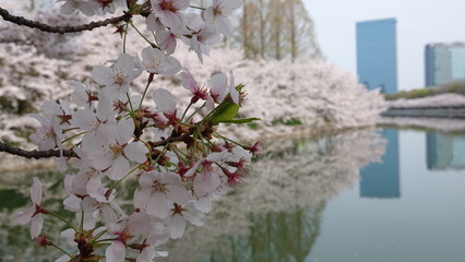 水面に映る美しい桜並木