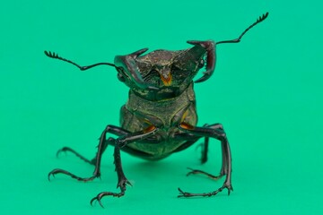 Macro photograph of a European stag beetle on a green background. European stag beetle, male. Concept of threatened insect species