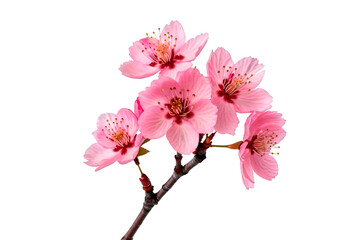 pink cherry blossom isolated