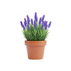 Fototapeta premium Lavender Plant in Terracotta Pot with Purple Flowers and Green Foliage on White Background