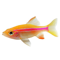 GloFish isolated on transparent background.