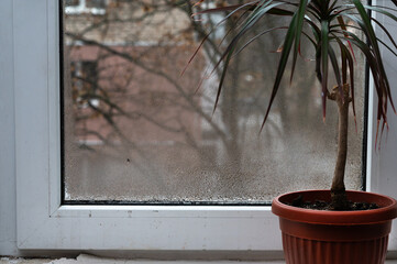 Potted date palm stands on windowsill. Palm brings touch of exotic greenery and calm atmosphere...