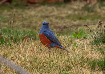 The blue rock thrush (Monticola solitarius) is a species of chat. 