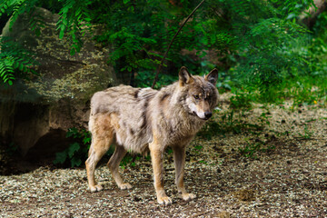 Fototapeta premium Afrykarium, Wrocław