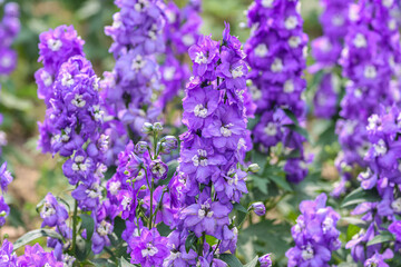 Delphinium elatum is a species of flowering plant in the buttercup family Ranunculaceae, known by the common names alpine delphinium, bee larkspur, or candle larkspur.