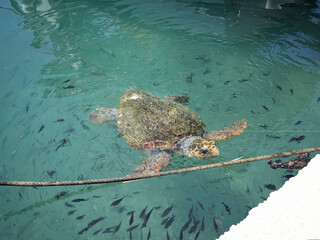 Loggerhead sea turtle surrounded by fish near the shore of Zakynthos, Greece