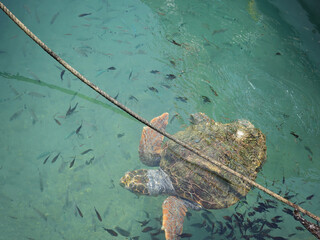 Loggerhead sea turtle surrounded by fish near the shore of Zakynthos, Greece