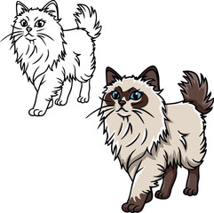 Birman cat vector