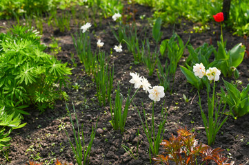 Blooming white daffodils growing in garden bed with fresh green leaves. early spring and natural flower growth in cultivated soil.White spring flowers standing tall on moist garden soil under sunlight
