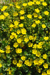 Fingerkraut,  Frühlings,  Potentilla neumanniana