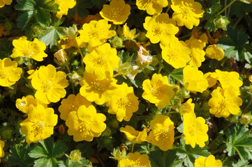 Fingerkraut, Potentila aurea,  Ternata