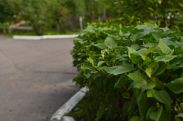 Green hedge growing along quiet asphalt road in residential area, surrounded by lush summer...
