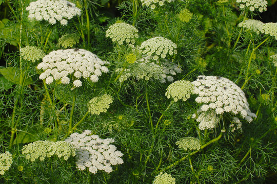  Bischofskraut, Ammi visnaga L.