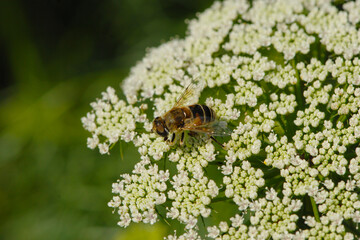  Bischofskraut, Ammi visnaga L.