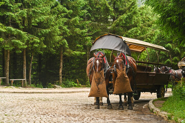 Pair of draft horses in harness standing with cart and eating, agricultural lifestyle and simple...