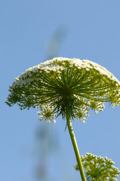  Bischofskraut, Ammi visnaga L.