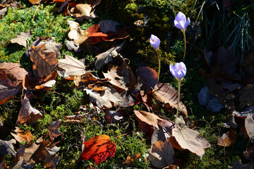Herbst- Pracht-Krokus, Crocus speciosus