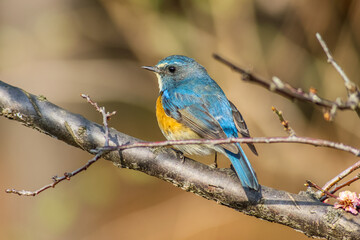 The red-flanked bluetail (Tarsiger cyanurus), also known as the orange-flanked bush-robin, is a small passerine bird that was formerly classed as a member of the thrush family Turdidae.