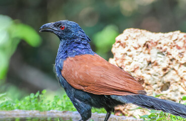 The greater coucal or crow pheasant (Centropus sinensis), is a large non-parasitic member of the cuckoo order of birds, the Cuculiformes. 