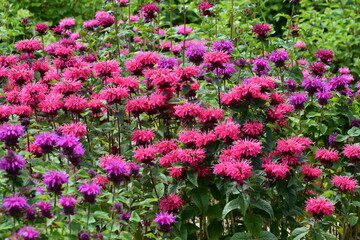 Indianernessel Monarda didyma , BEE -True Arten