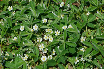 Obraz premium Fingerkraut, Erdbeer, Potentilla sterilis