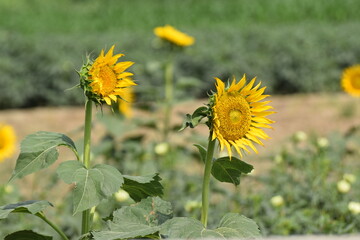 sunflower, Slightly wilted sunflowers on a hot afternoon with green background, field view, large yellow sunflower for background. Yellow sunflowers in sunlight. good harvest concept, bright sunny 