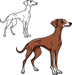 Greyhound dog vector