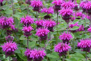 Indianernessel Monarda didyma , BEE -True Arten